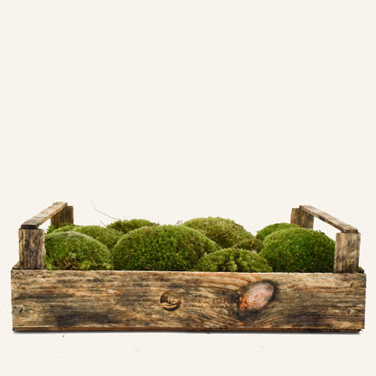 Live Cushion Moss