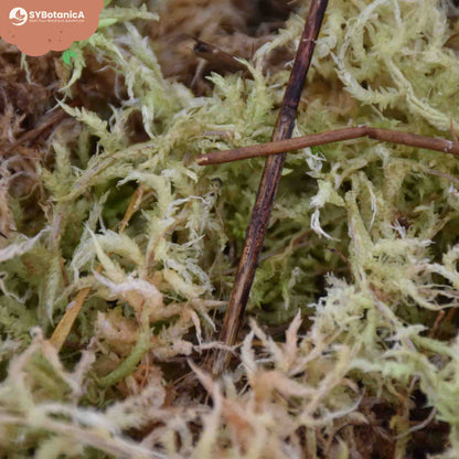 Sphagnum moss